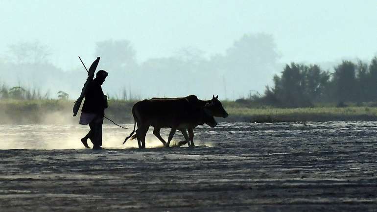 Pelo menos 44 pessoas foram mortas por grupos de "proteção às vacas", entre maio de 2015 e dezembro de 2018, em 12 Estados da Índia