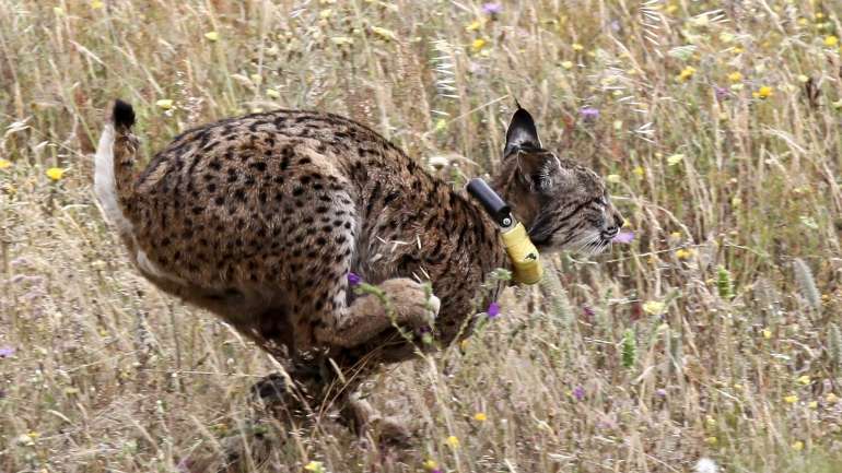 "Este reforço populacional do lince-ibérico tem como objetivo restabelecer uma população selvagem autónoma", eplicou o Ministério do Ambiente