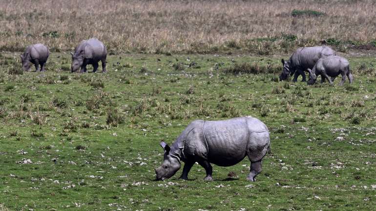 Cerca de 1.700 espécies animais correm risco acrescido de desaparecer até 2070, devido à ocupação humana dos seus habitats
