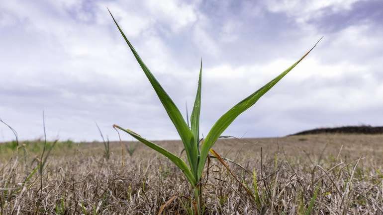 As barragens de Campilhas e Fonte Serne, no concelho de Santiago do Cacém apresentam um armazenamento de água de 16,3% e 33,8%, respetivamente