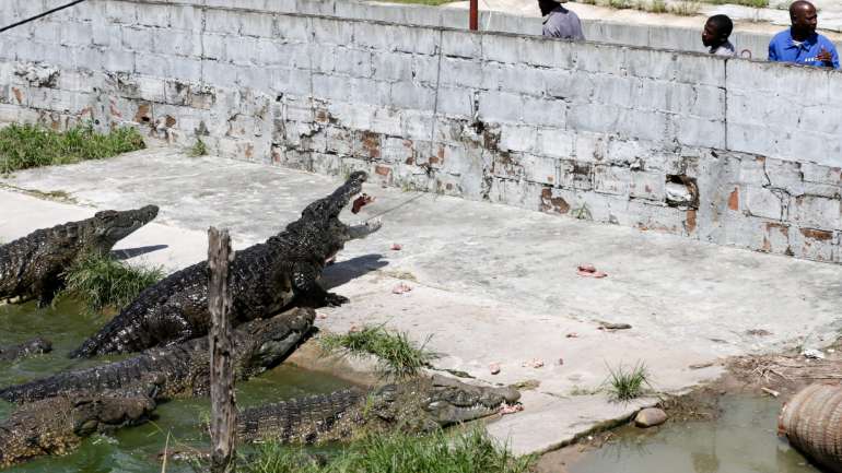 Se o muro tivesse desabado, "estaríamos todos, uma cidade inteira, a apanhar crocodilos, a comunidade internacional. Porque era impensável 26 mil crocodilos à solta, especialmente os grandes"
