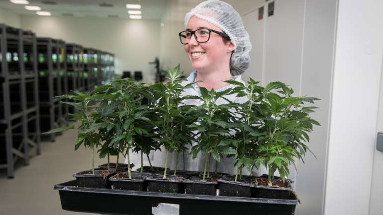 A primeira fábrica de canábis medicinal em Portugal abriu em Cantanhede, mas ainda espera pela licença do Infarmed