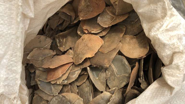 As escamas apreendidas na bagagem do cidadão chinês tinham origem em pelo menos 134 animais