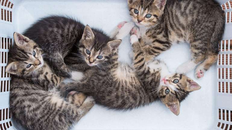Os gatos que nascerem depois de 18 de maio terão de ter um chip até três meses depois de nascerem