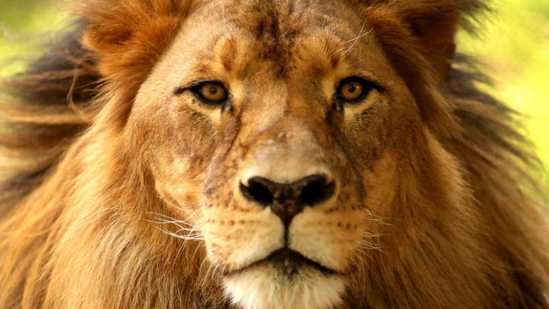 Mateus Muthemba considerou "difícil" indicar em concreto quantos animais existem nos parques e reservas moçambicanas, dado que essa informação carece de um censo geral da população animal