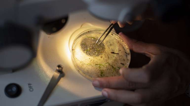 Exemplo de uma amostra de microplásticos em água