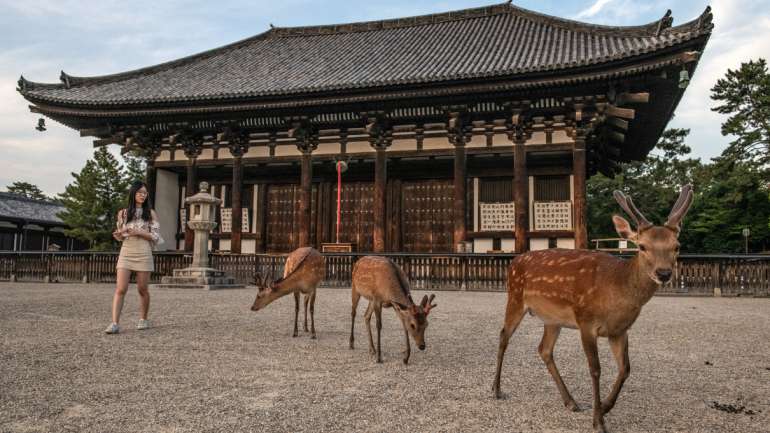 Os cerca de 1.300 veados que vivem no parque nacional de Nara são uma atração turística da cidade, ex-capital do Japão