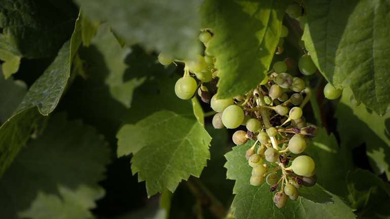 A trovoada que ocorreu no sábado no concelho de Mogadouro, afetou pelo menos um milhar de hectares de vinha e provocou estragos em outras culturas como o olival, hortícolas, soutos e amendoal.