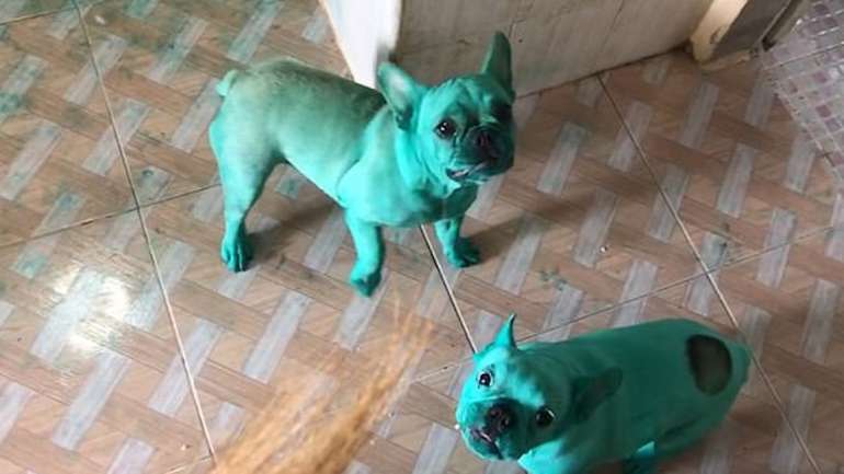 Os cães conseguiram abrir um pacote de corante alimentar depois de entrarem na cozinha