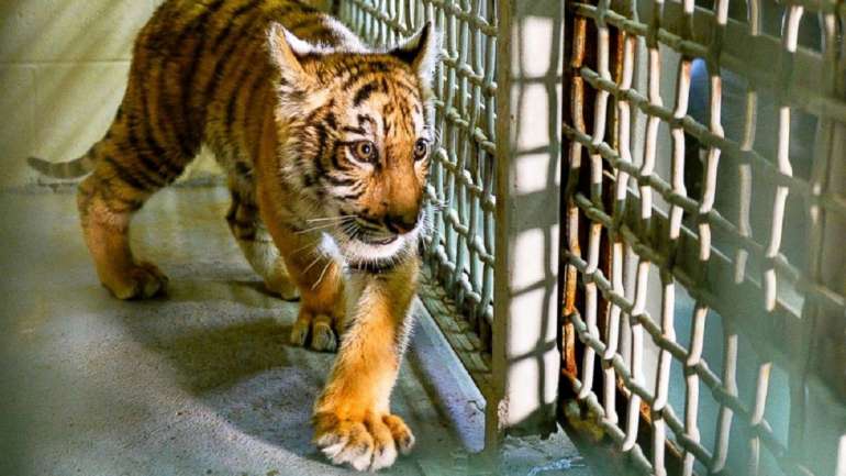 No Laos, existem várias quintas de criação de tigres que fornecem a maioria dos países onde a sua carne é consumida
