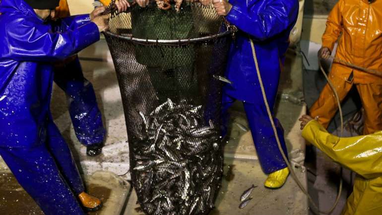 Operação de fiscalização aos barcos de pesca começou às 05h00 da manhã