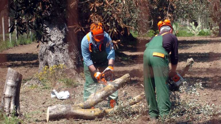 Está em causa uma bactéria que pode estar associada a 58 espécies/géneros de plantas