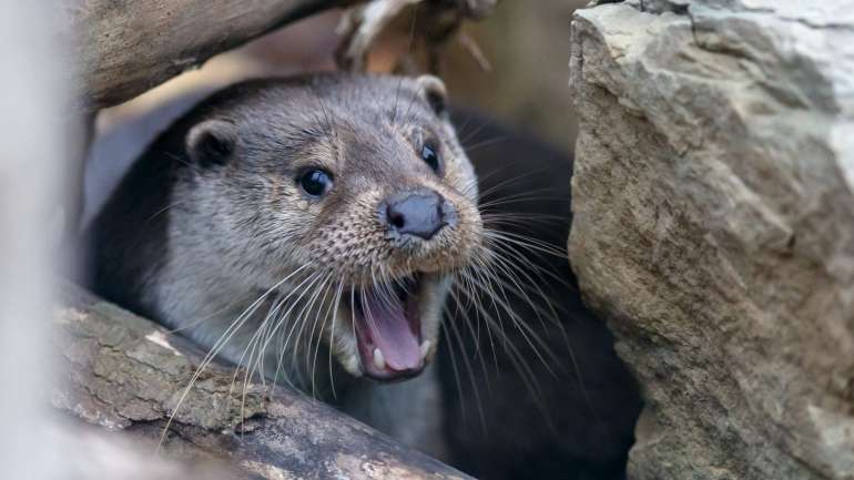 A lontra comum é tida como uma espécie ameaçada