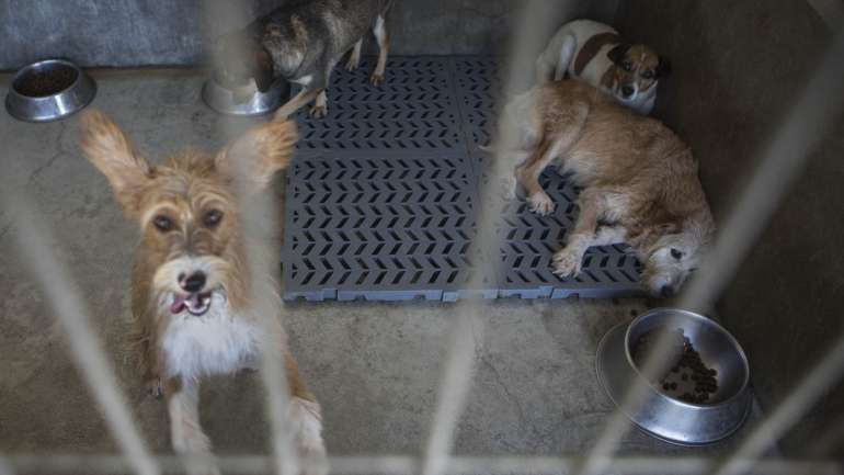 Os veterinários olham o futuro com alguma "apreensão", por causa da cumulação de cães nas ruas