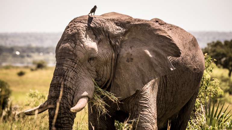 A convenção protege cerca de 36 mil espécies animais e vegetais em todo o mundo