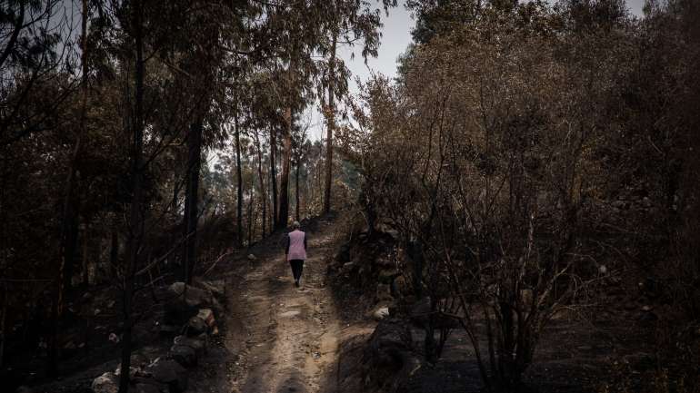 O Pinhal Interior foi gravemente afetado pelos incêndios de junho e outubro de 2017, que, no total, fizeram mais de 100 mortos