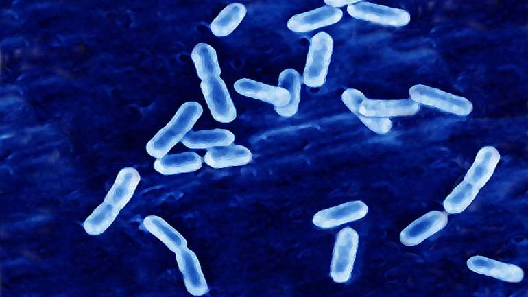 Em 2024, a Listeria foi responsável pela maior proporção de hospitalizações e mortes entre todas as infeções alimentares notificadas na União Europeia