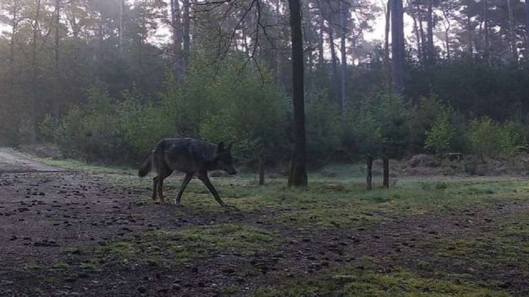 Estas imagens foram captadas por câmaras de vigilância instaladas no local em que Naya habitava, no bosque de Limburg