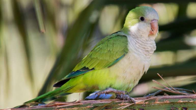 O periquito-monge (Myiopsitta monachus) é originário da América Latina, em especial da Argentina e Paraguai, e foi introduzido em vários países europeus