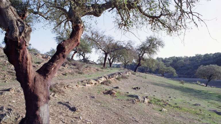 As mudanças climáticas têm efeito na água e nos alimentos