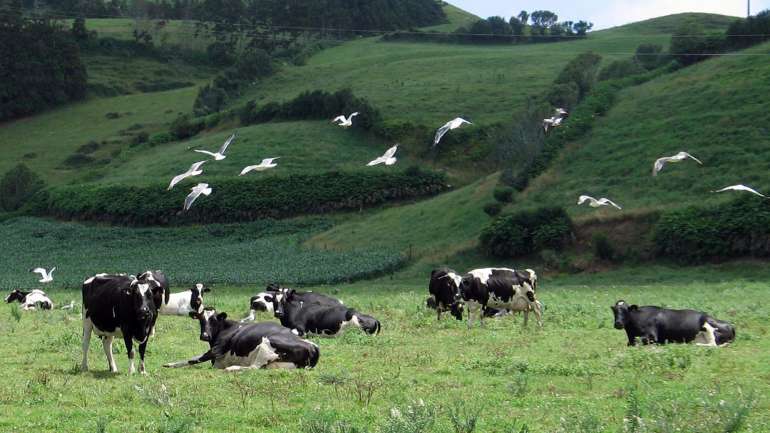 São sobretudo os produtores de queio açoriano que saem prejudicados