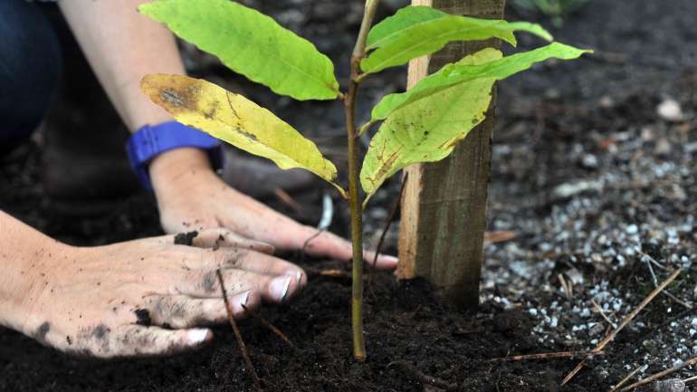 Foram plantadas 32 árvores de espécies autóctones, como pilriteiros, azereiros, bétulas e tramazeiras, uma por cada edição do CineEco