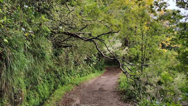 De acordo com o Diário de Notícias da Madeira, as vítimas ficaram soterradas num local a três horas de distância da estrada principal