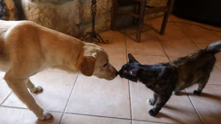O Centro de Reabilitação e Regeneração Animal de Lisboa tem a funcionar a primeira câmara hiperbárica veterinária terapêutica para animais