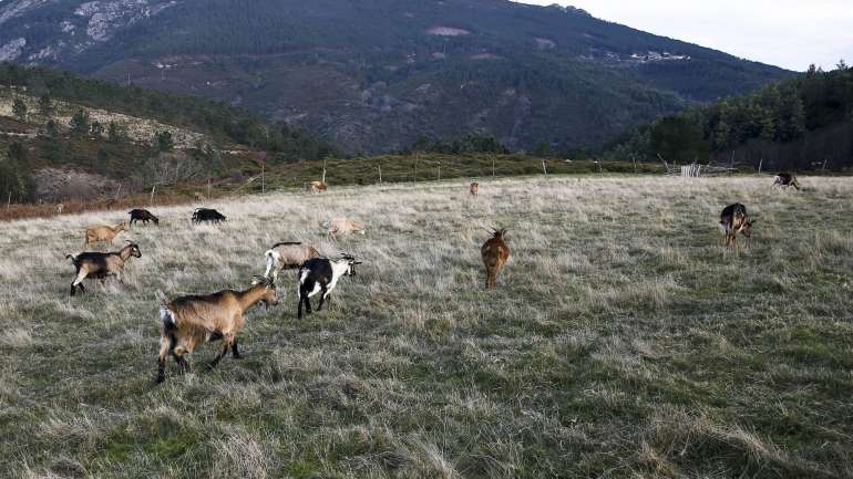 Os arguidos acomodaram a vítima “num espaço na adega, ao nível do rés-do-chão, contíguo a uma pocilga onde se encontrava um porco