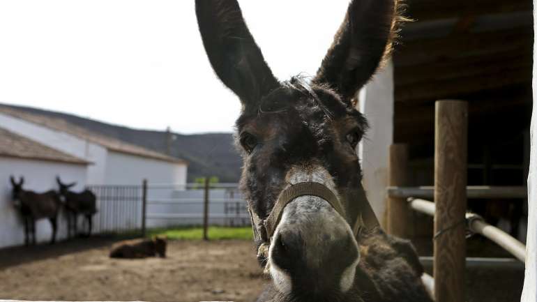A associação espanhola explica que o burro é o meio utilizado pelos seus “antepassados” e tem sido "o mais amigo do meio ambiente nas deslocações humanas"