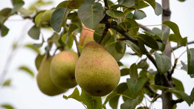 Para o resultado, contribuíram as mais de 10 mil toneladas de fruta exportadas através do LIDL Internacional para os seus hipermercados na Alemanha, França, Espanha, Luxemburgo, Áustria e Inglaterra