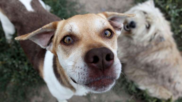 O abrigo intermunicipal vai ter capacidade para mais de uma centena de animais, entre cães, gatos e outros animais de grande porte