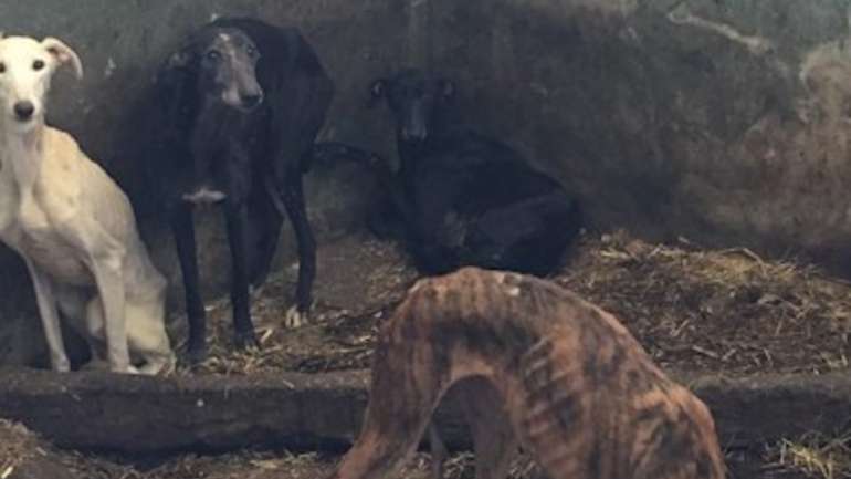 O crime de maus tratos a animais de companhia é punido com pena de prisão até um ano ou com pena de multa até 120 dias