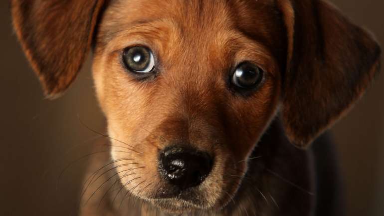 Em Hong Kong, um cão foi infetado com SARS-CoV-2 — mas não ficou doente com Covid-19. Ainda ninguém sabe muito bem o que isto significa, mas já se sabe alguma coisa