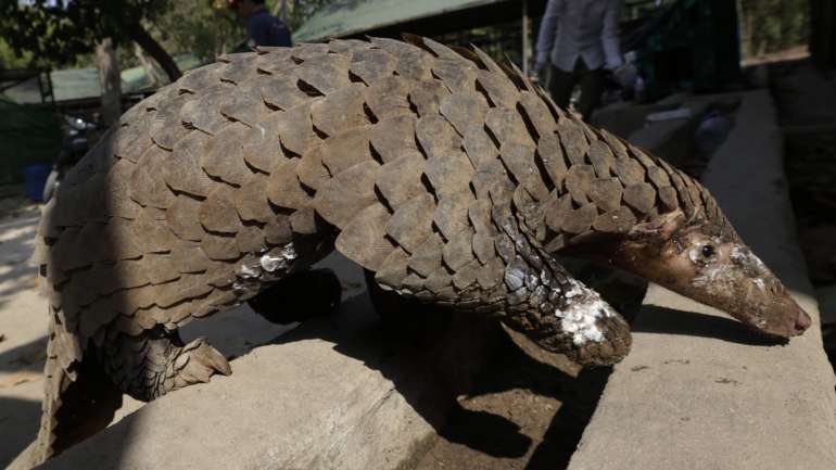 Cientistas continuam sem saber que animal pode ser o hóspede intermediário que facilitou a transmissão do vírus aos humanos