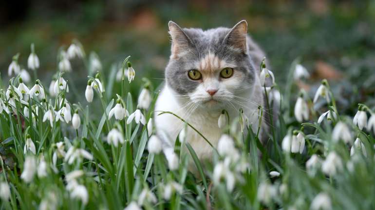Os gatos foram injetados com grandes cargas virais em laboratório