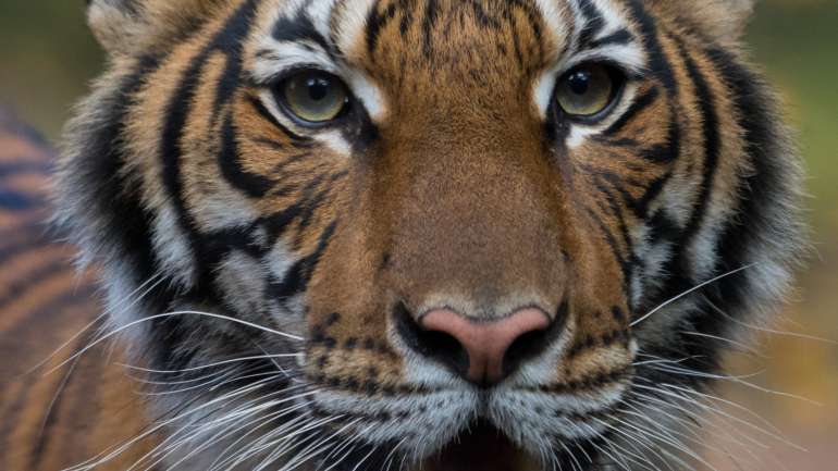 Nadia, de quatro anos de idade, é o primeiro tigre a ser diagnosticado com a Covid-19