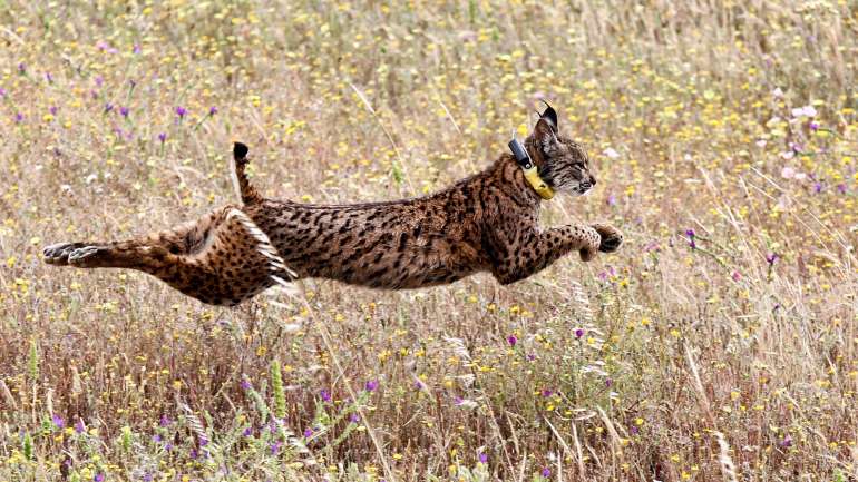 A lince fêmea Jabaluna teve três crias, duas delas "aparentemente saudáveis" e uma terceira que "acabaria por não vingar após o parto"