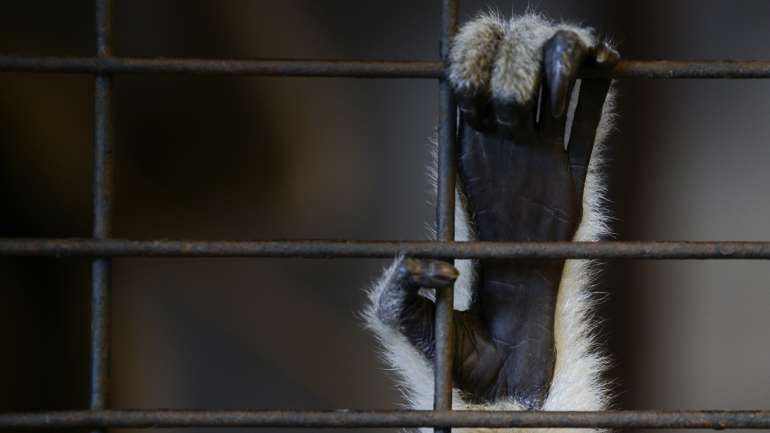 O zoo já tem uma "lista dos animais a abater primeiro"