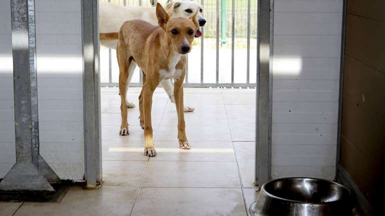 Foram distribuídas 56 paletes de alimentação e areia por organizações que têm dificuldade em alimentar os animais que acolhem