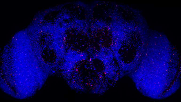 Objetivo principal é "estudar se seria possível obter, através da modulação de um microARN específico, um efeito benéfico num modelo animal" da doença de Alzheimer"