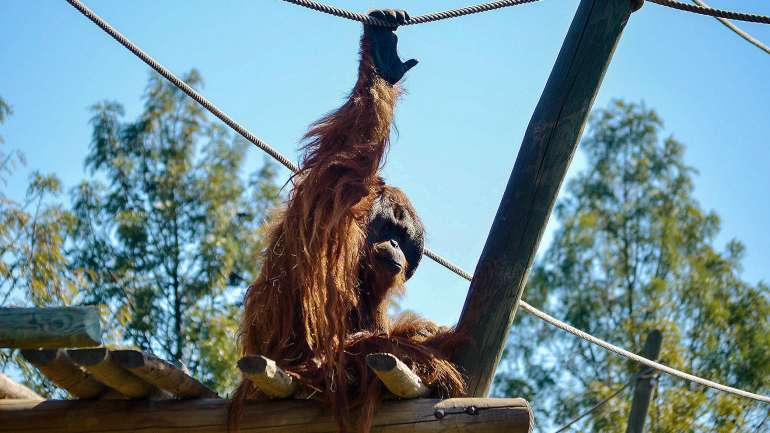 A instituição aconselha que os visitantes circulem de máscara dentro do parque e respeitem as orientações da DGS
