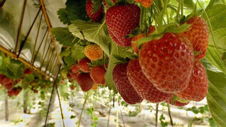 Com a declaração do estado de emergência em Portugal e medidas excecionais de resposta à situação epidemiológica, muitos produtores ficaram sem poder escoar produtos