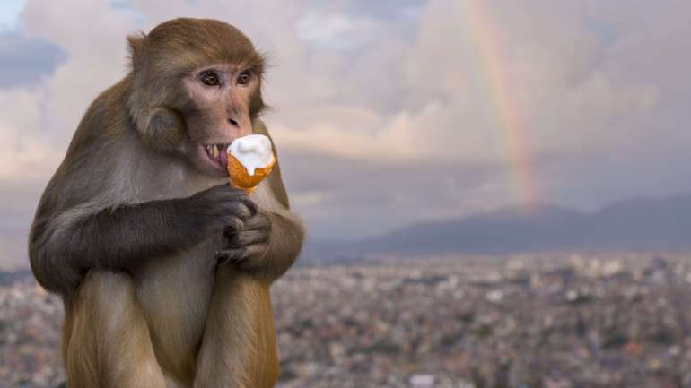 No final dos testes, os 9 macacos rhesus (6 levaram vacina, 3 placebo) foram eutanasiados