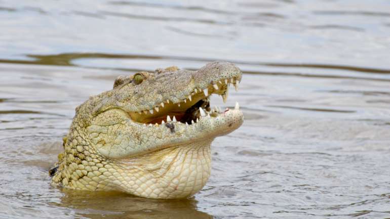 Crocodilo pode ter sido libertado por um morador que o guardaria como animal de estimação