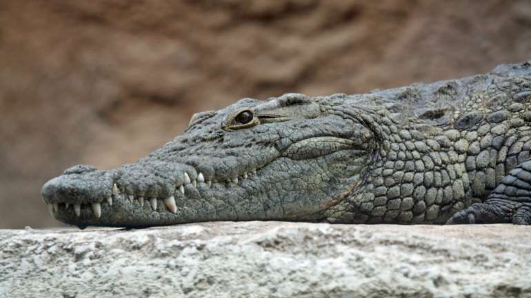 Parceria pretende "contribuir para o reforço da capacidade local para a monitorização e gestão contínua de crocodilos"