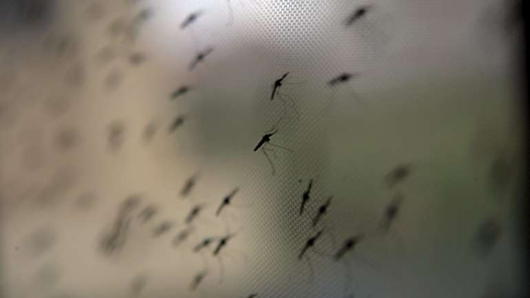 Esta investigação realçou a necessidade de uma monitorização mais abrangente das populações de insetos em diversas paisagens e reforça a urgência de abordar as alterações climáticas.