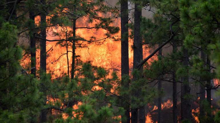 Segundo a PJ, o foco de incêndio &quot;colocou em perigo uma mancha florestal&quot; e várias habitações