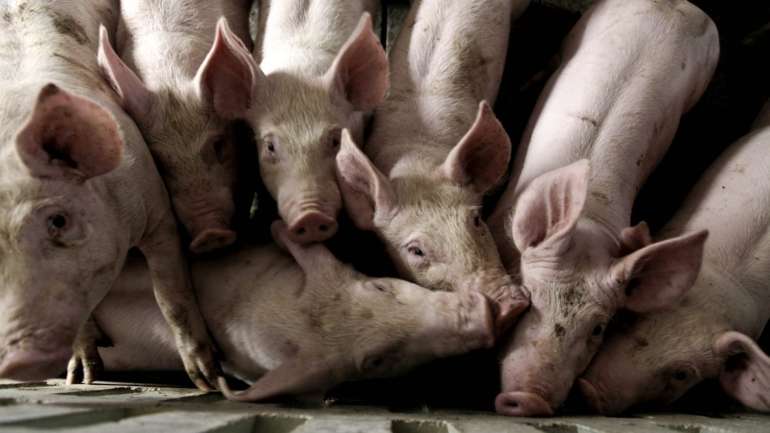 O G4 EA H1N1 é semelhante ao vírus da gripe suína de 2009 e já infetou um em cada 10 trabalhadores de gado suíno da China