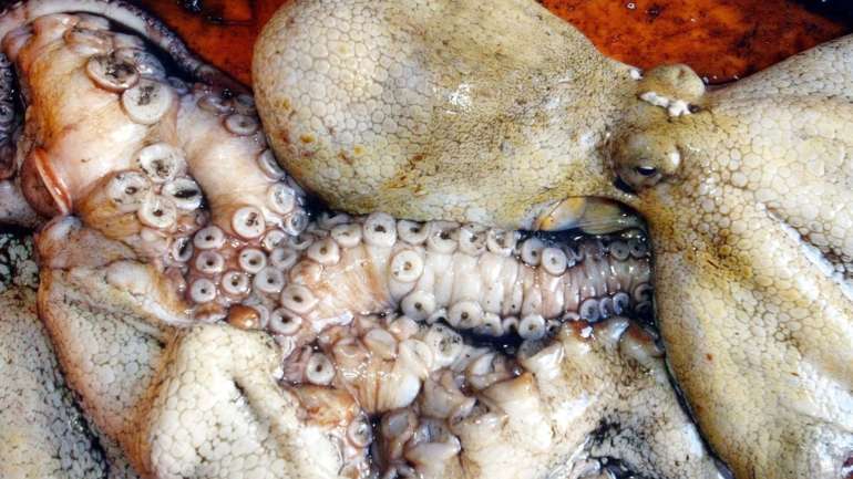 No início de 2019, o Governo proibiu a captura e descarga de polvo na costa algarvia aos fins de semana
